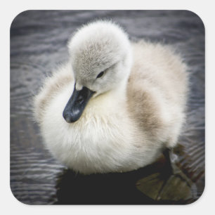 Baby Swan Cygnet Square Sticker