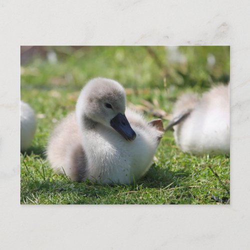 Baby swan postcard