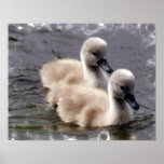 Baby Swan Poster Print