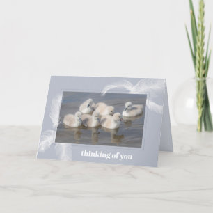 Baby Swans & Feathers Blank Folded Greeting Card