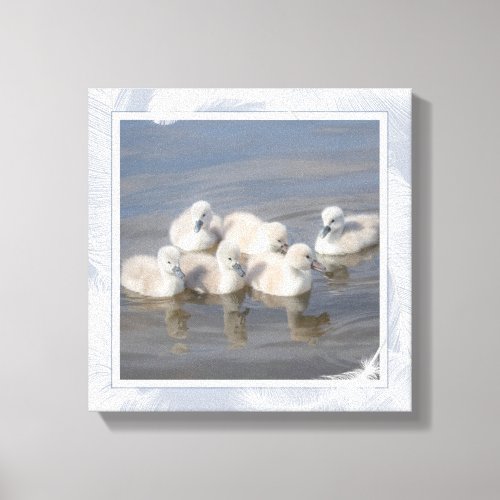 Baby Swans  Feathers Blue Stretched Canvas Print