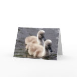 Baby Swans Greeting Card