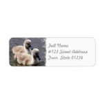 Baby Swans Mailing Label