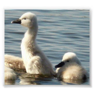 baby swans photo print