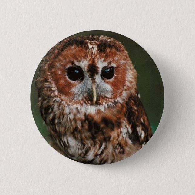 Baby Tawny Owl Button (Front)