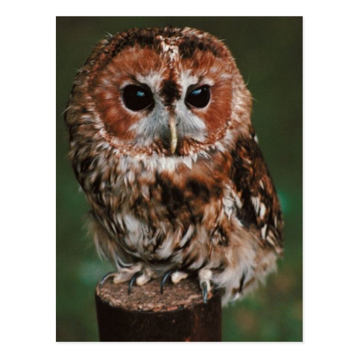 Baby Tawny Owl Postcard