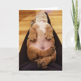 Baby Thor The Bulldog Greeting Card
