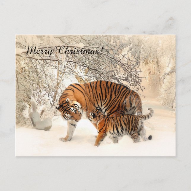 Baby tiger and Tiger mom in a snowy forest Holiday Postcard (Front)
