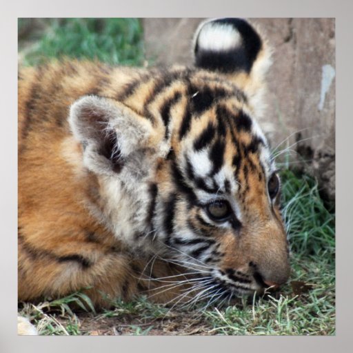 Baby Tiger cub lying down Poster | Zazzle