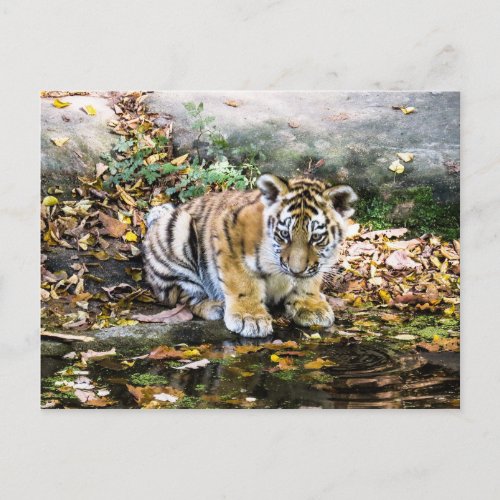 Baby Tiger  Cub Postcard
