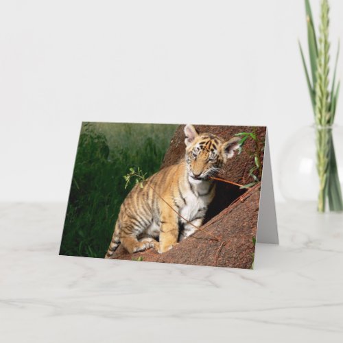 baby tiger greeting card 