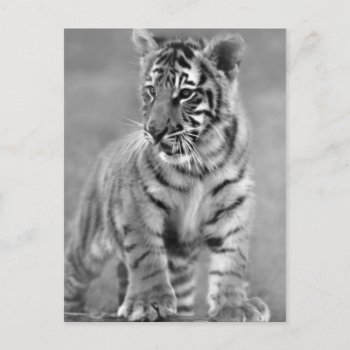 Baby Tiger In Black And White Postcard by laureenr at Zazzle