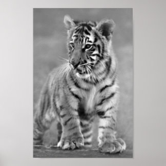 Baby Tiger In Black And White Poster Baby Tiger In Black And White Poster