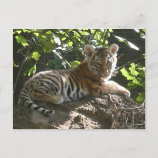 Baby Tiger in the Sun DIY Postcard