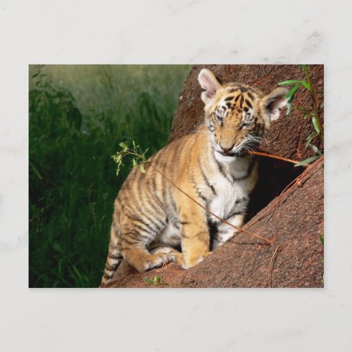 baby tiger postcard
