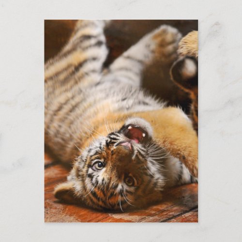 Baby Tiger Rolling on his Back Postcard