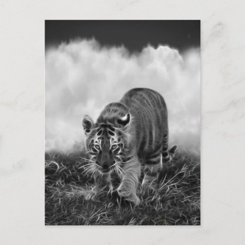 Baby Tiger stalking in Black and white Postcard