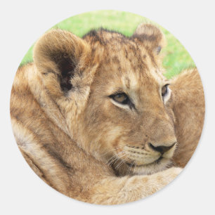 Baby Tiger stickers