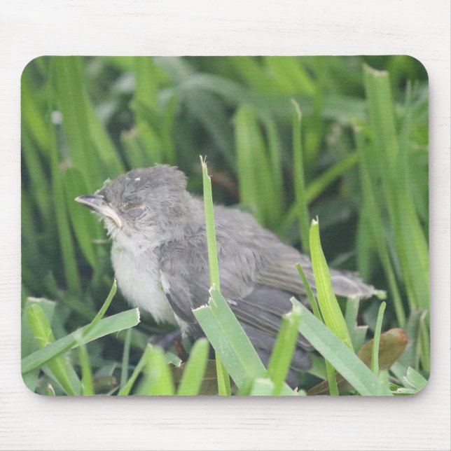 Baby Titmouse Resting Mouse Pad (Front)
