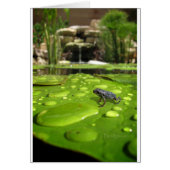 Baby Toad in Pond (Front)