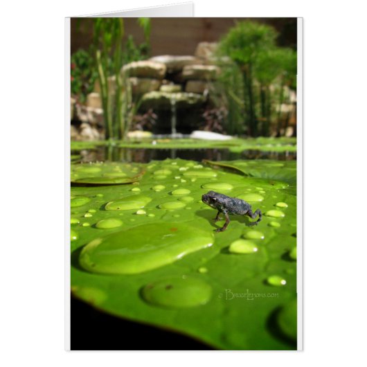 Baby Toad in Pond Cards (Front)