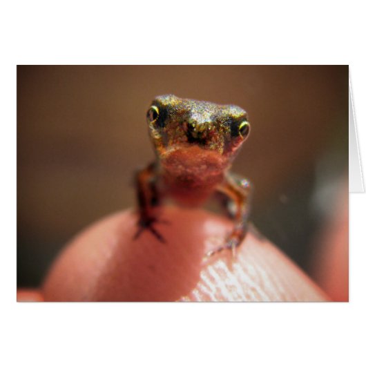 Baby Toad / Tadpole Cards (Front Horizontal)