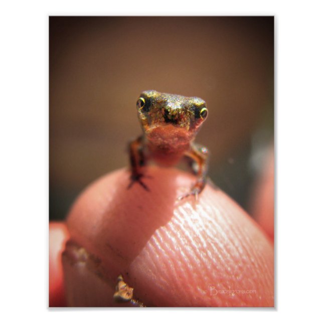 Baby Toad / Tadpole Photo Print (Front)