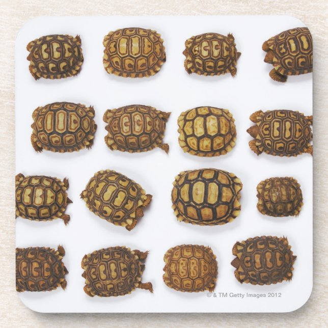 Baby tortoises arranged in rows beverage coaster (Front)