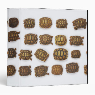 Baby tortoises arranged in rows binder