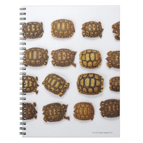 Baby tortoises arranged in rows notebook