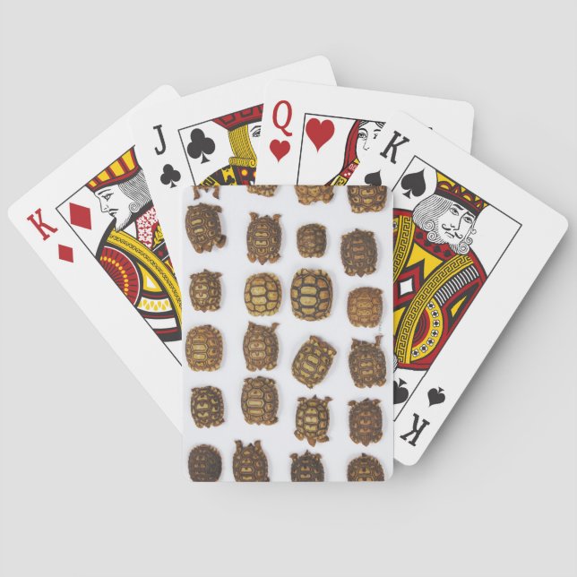 Baby tortoises arranged in rows poker cards (Back)
