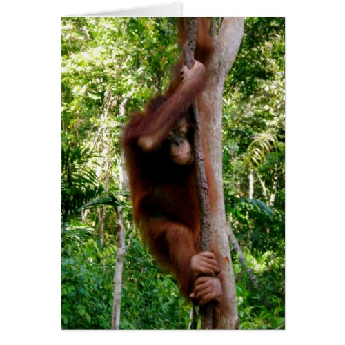Baby Tree Hugger Great Ape