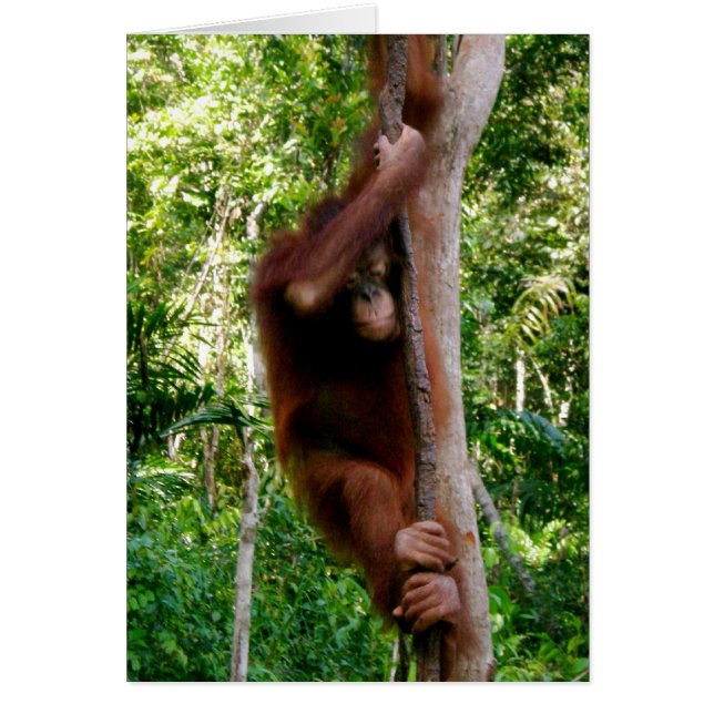 Baby Tree Hugger: Great Ape Cards (Front)