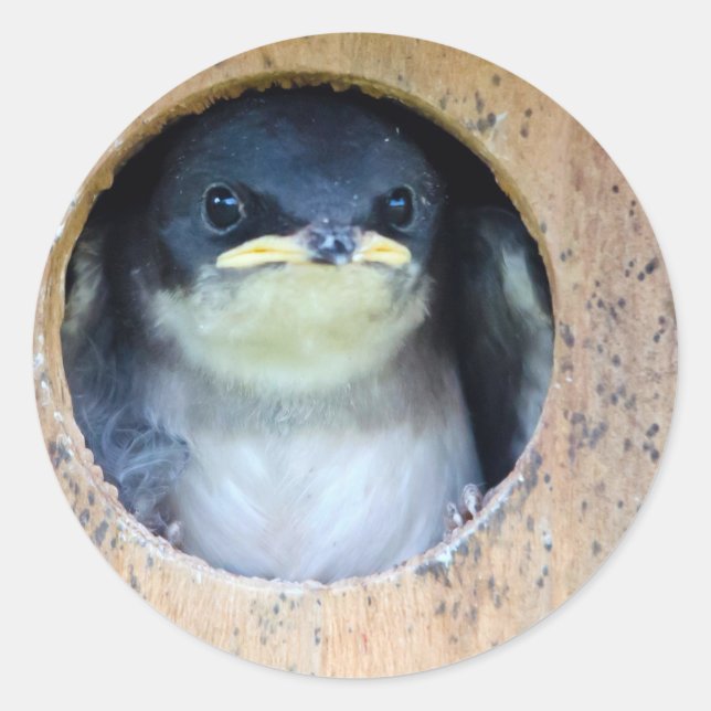 Baby Tree Swallow Classic Round Sticker (Front)
