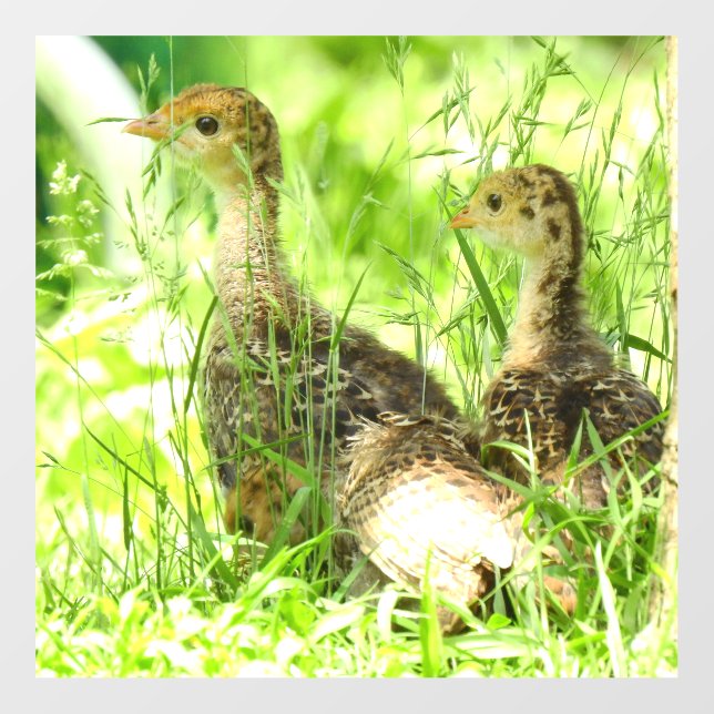 Baby Turkey Floor Decal  (Front)