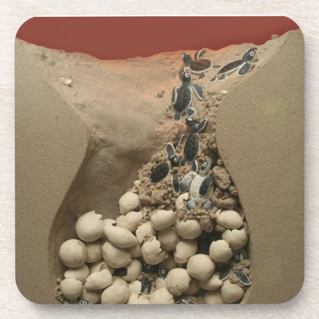 Baby Turtle Eggs Hatching Beverage Coaster (Front)