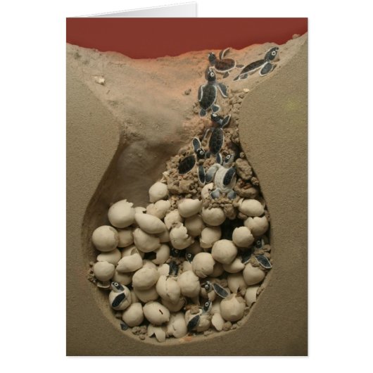 Baby Turtle Eggs Hatching Cards (Front)