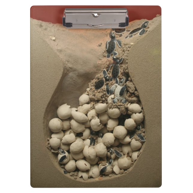 Baby Turtle Eggs Hatching Clipboard (Front)