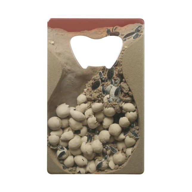 Baby Turtle Eggs Hatching Credit Card Bottle Opener (Front)