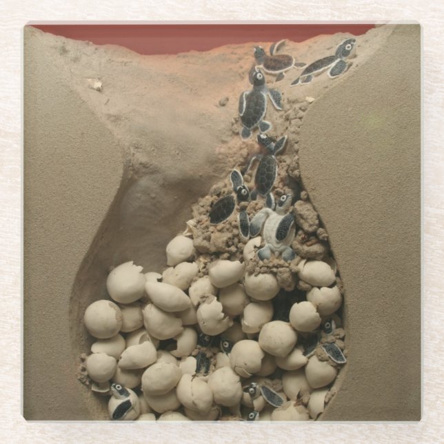 Baby Turtle Eggs Hatching Glass Coaster (Front)