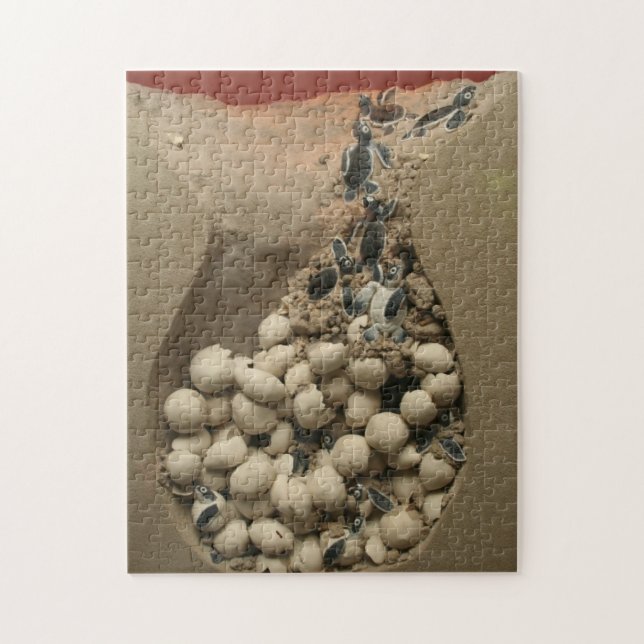 Baby Turtle Eggs Hatching Jigsaw Puzzle (Vertical)