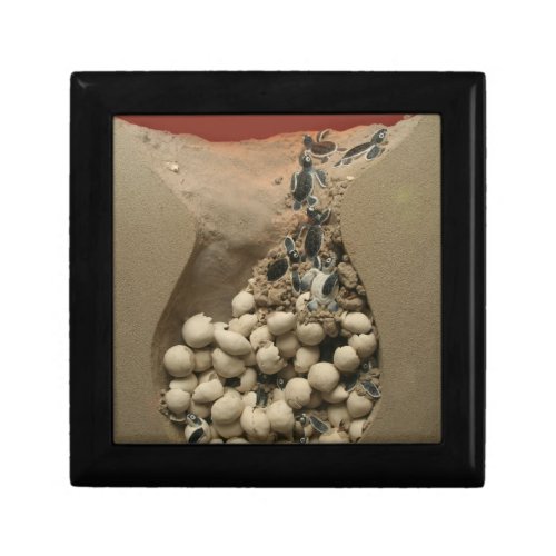 Baby Turtle Eggs Hatching Keepsake Box