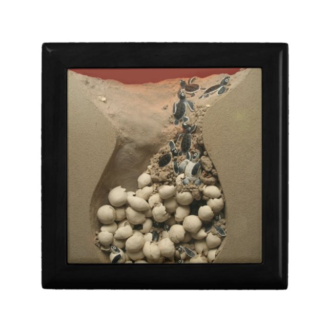 Baby Turtle Eggs Hatching Keepsake Box (Front)