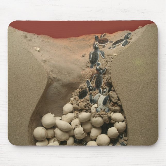 Baby Turtle Eggs Hatching Mouse Pad (Front)