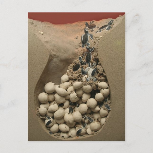 Baby Turtle Eggs Hatching Postcard (Front)