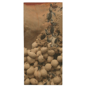 Baby Turtle Eggs Hatching Wood Flash Drive