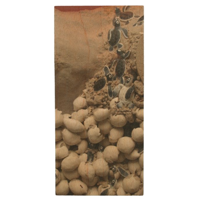 Baby Turtle Eggs Hatching Wood Flash Drive (Front Vertical)