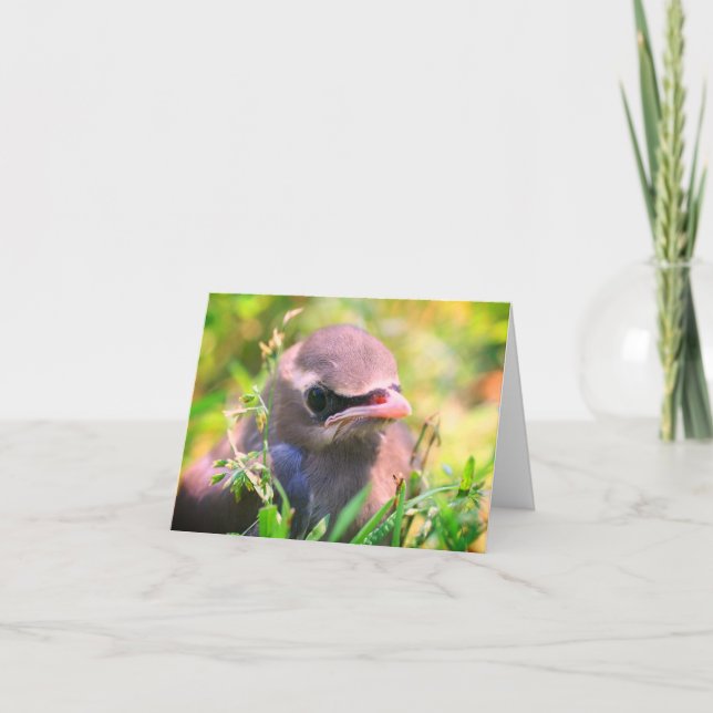 Baby Waxwing Bird Animal Nature Note Card (Front)