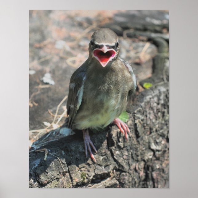 Baby Waxwing Bird Animal Poster (Front)