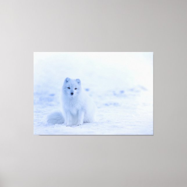 Baby White Artic Fox in Snow Canvas Print (Front)